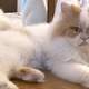Image for article titled Saturday Night Social: Grumpy Cat Is Dead. Long Live Grumpy Cat.